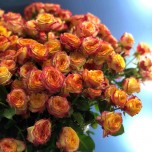 Роза кустовая 1
